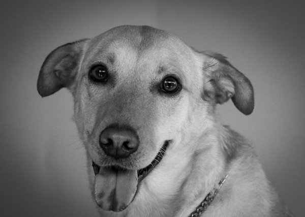 Ronronnements Heureux