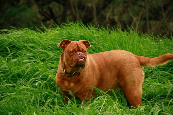 Quelle est la meilleure méthode pour enseigner à un chien de race Dogue de Bordeaux à tolérer le brossage?